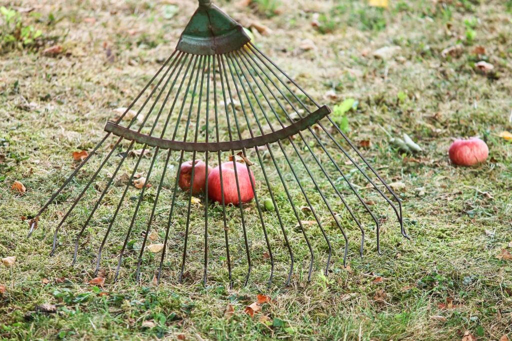 rake in the grass with apples