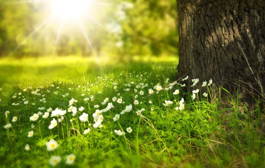 spring lawn with flowers emerging from the ground near a tree trunk and the sun in the background